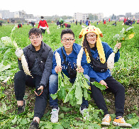 幸福苗栗─苑裡鎮好彩頭拔蘿蔔暨賞花活動
